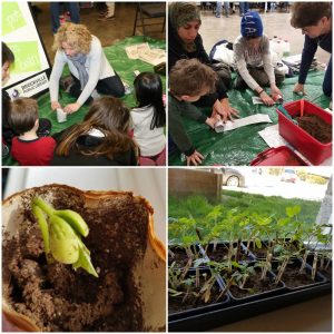 A collage of four photos showing adults and children planting seeds and growing plants