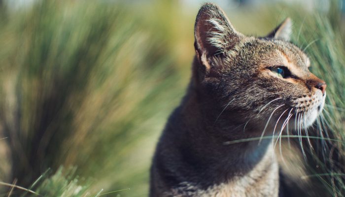 Cat In Grass, Looking Off Into The Distance.