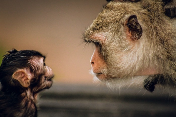 Photo of two monkeys staring at each other.