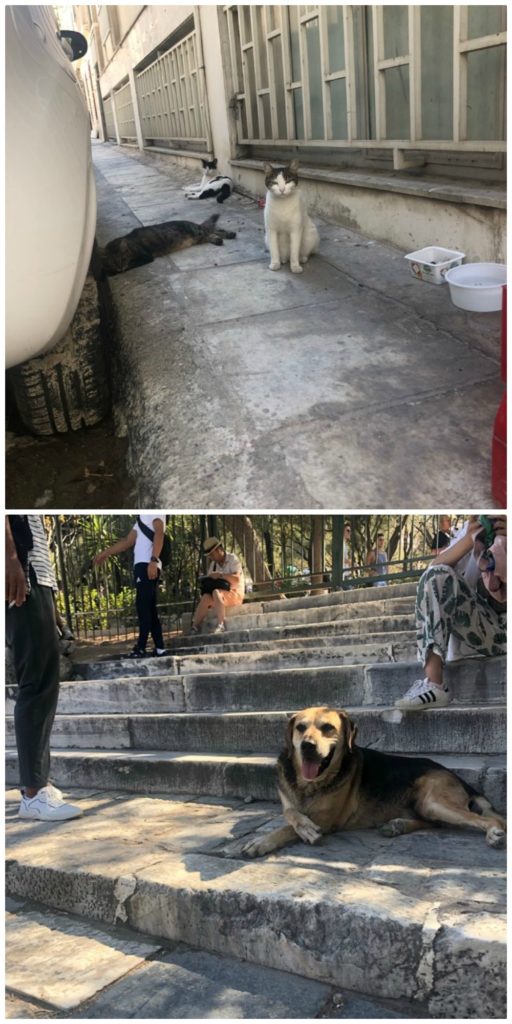 Photo of a cat at the top of the collage and a photo of a dog at the bottom of the collage