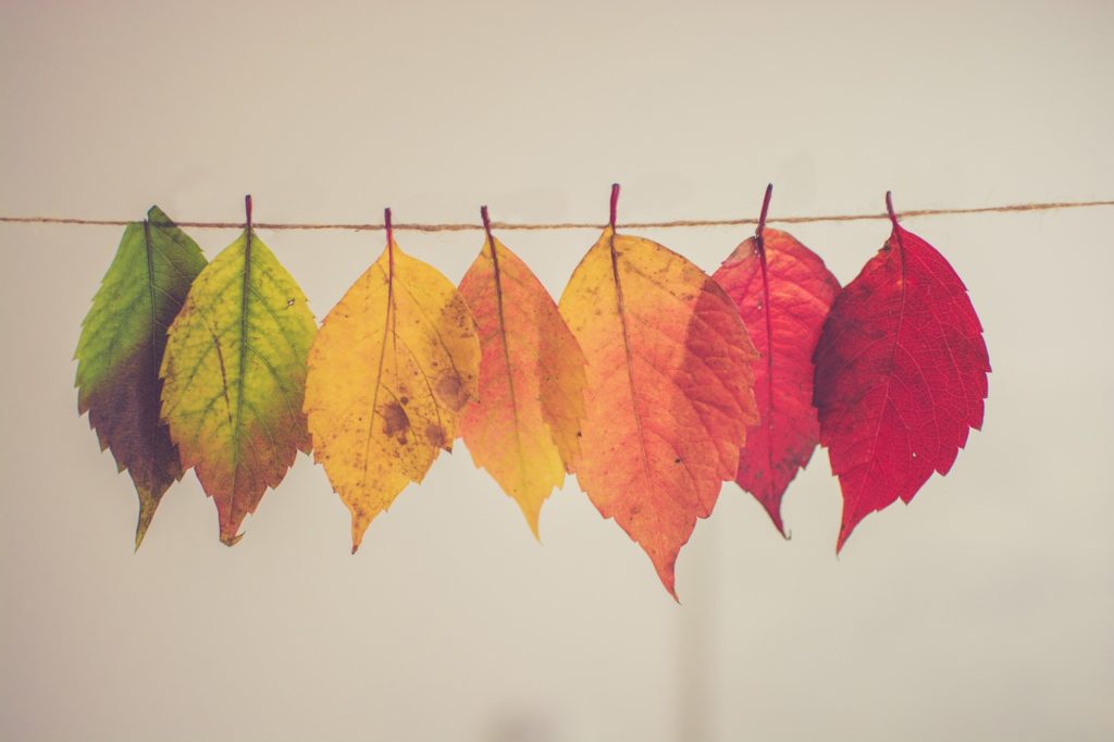 A series of seven leaves, moving from green through red, hanging from a thread.