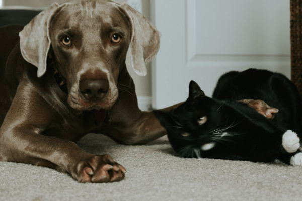 A Dog And A Cat Together