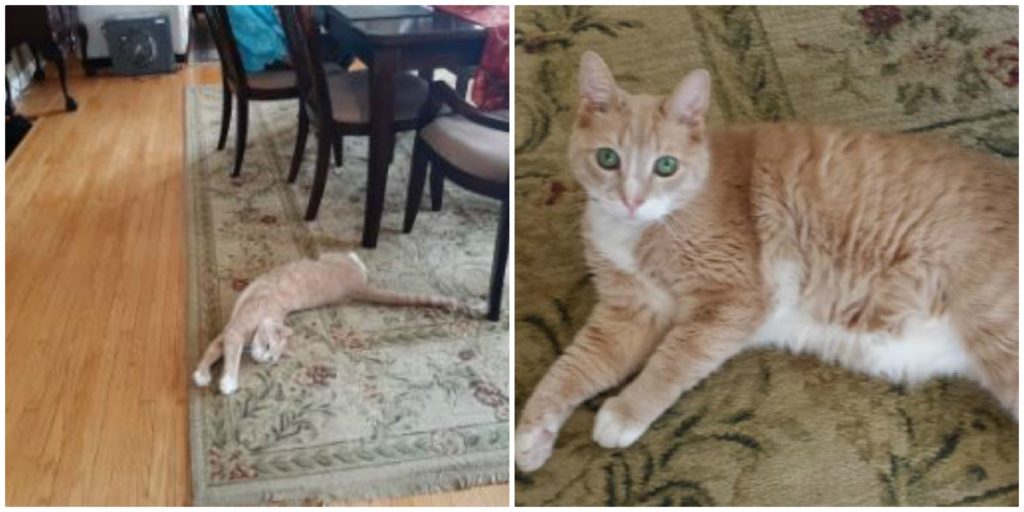 Two photos of Ginger the cat