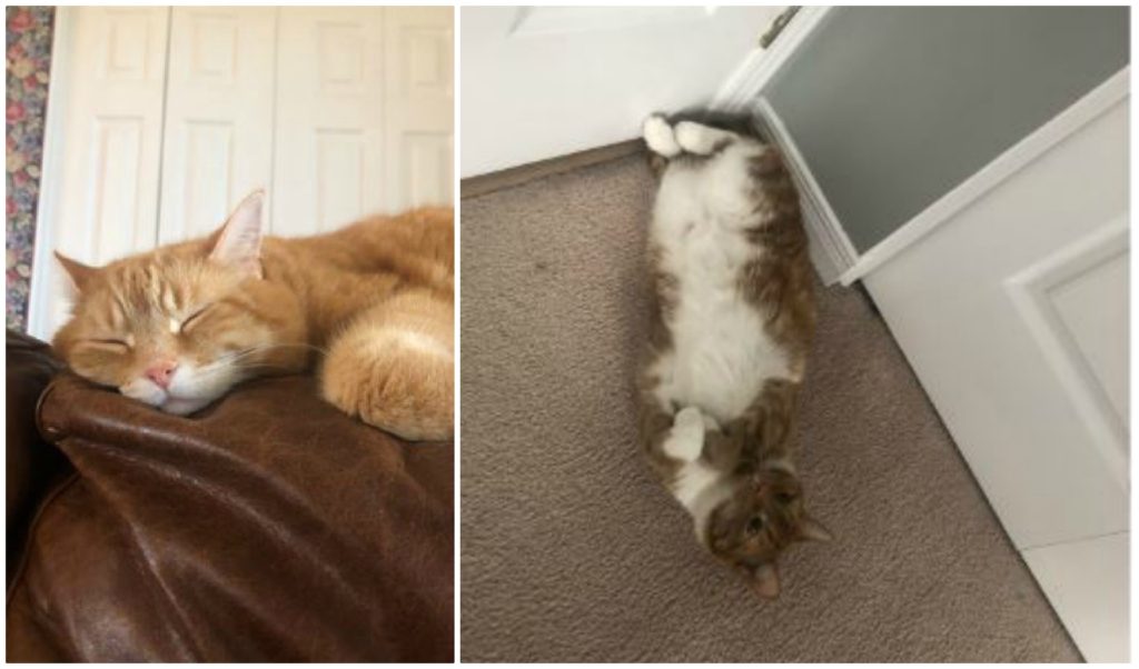 Two photos of cats side by side