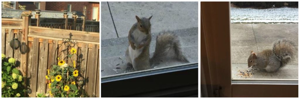 A collage of three photos of squirrels